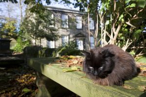 haworth graveyard cemetery cat sm.jpg